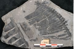 Foto (Detailansicht) von Plantae indet.  (NHMW-GEO-2024-0188-11386)